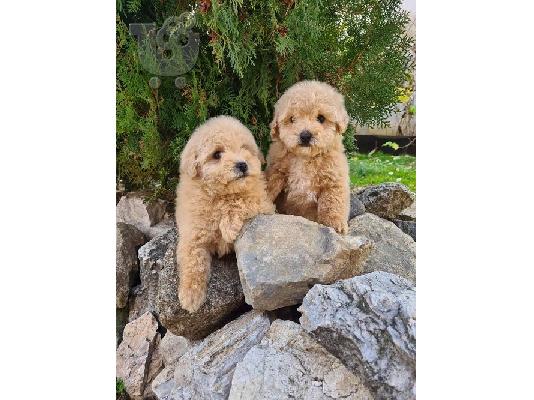 PoulaTo: Κουτάβια Maltipoo